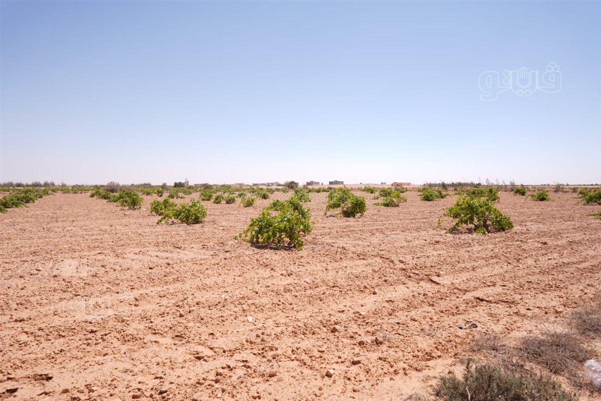 dedb8441f9.jpg