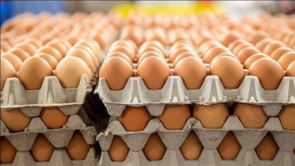 أسعار البيض اليوم، فيتو