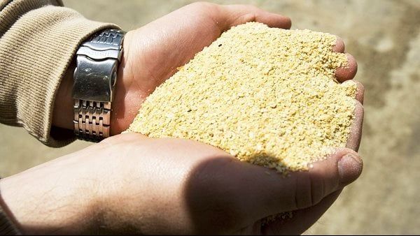 أسعار الأعلاف والحبوب اليوم في الأسواق، فيتو