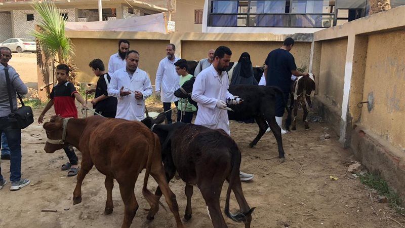 تحصين الماشية، فيتو