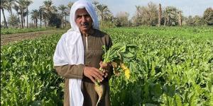 رواج
      بنجر
      السكر،
      10
      معلومات
      هامة
      حول
      زراعته
      في
      المنيا
      (صور)