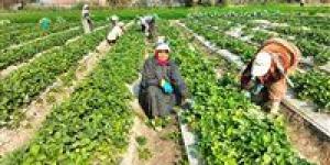 كفاح
      وسط
      الحقول
      والبرد..
      حكاية
      «السيدة»
      وسط
      حقول
      الفراولة
      في
      الشرقية