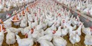 «اشترى قبل ما تغلى».. سعر الفراخ اليوم الأحد في مصر يفاجئ الجميع