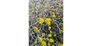 زهرة العرفج.. رمزية وطنية تعبر عن وحدة أهل الكويت في وجه العدوان الآثم