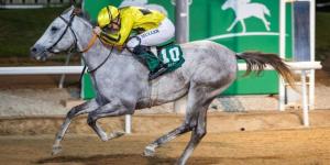 «العين للفروسية والرماية» ينظم 114 فعالية في الموسم