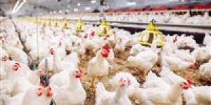 استقرار أسعار الدواجن اليوم في مصر وتحذيرات من تراجع الأسعار الكبير