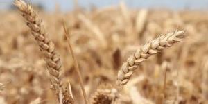 هبوط أسعار زيت الصويا والحبوب لأدنى مستوى بشهرين