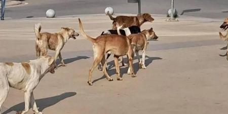 كلاب شاردة تقتل رضيعة في الجزائر