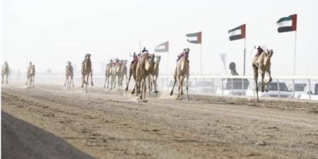 مهرجان الظفرة الثالث لسباقات الهجن ينطلق الخميس