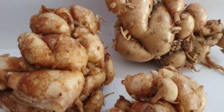 الزنجبيل العطري.. جذر صغير بفوائد كبيرة