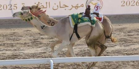 «مهرة» و«مهدي» يكسبان رموز اللقايا في الظفرة للهجن