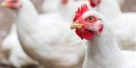 تراجع البيضاء وارتفاع الساسو والبيض.. خريطة أسعار الفراخ اليوم الأربعاء 17 ديسمبر