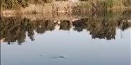 فيديو
متداول
يرصد
تمساحاً
داخل
مصرف
مائي
بالشرقية