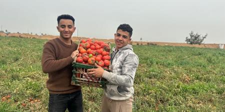 إنتاجية الفدان تصل إلى 15 طن .. أحد مزارعي الطماطم بالشرقية : بنسلمها للتاجر الكيلو بـ 15 جنيه