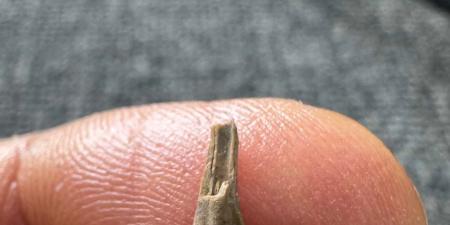 اكتشاف مذهل في مصر.. أستاذ جيولوجيا بجامعة المنصورة يعلن العثور على بقايا “رجل طائر” عمرها 40 مليون سنة