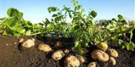 الزراعة: التقنيات الحديثة توفر 70% من التكلفة وتدعم زيادة الصادرات