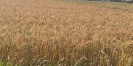 في أول أيام التوريد .. صوامع وشون الشرقية تستقبل ٤٦٧ طن ٦٩٠ كيلو قمح محلي