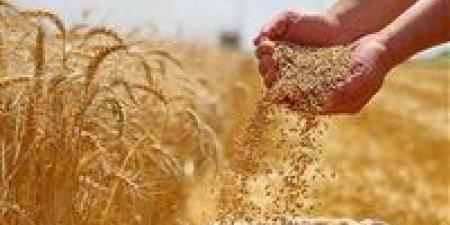 اللواء عمرو عبد الوهاب يكشف تفاصيل نجاح زراعة القمح بمياه عالية الملوحة بالريف المصري