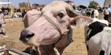 هل يجوز شراء الأضحية بالتقسيط؟.. أمين الفتوى يجيب