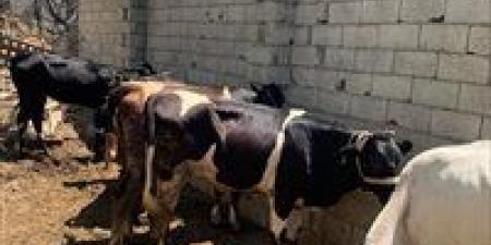 لماذا يجب ترك الذبيحة معلقة في الهواء بعد السلخ؟.. رئيس قطاع التجارة الداخلية السابق يُجيب