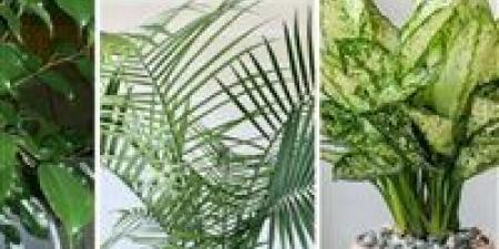 “ثورة خضراء داخل المنزل".. كيف تهزم النباتات التوتر؟