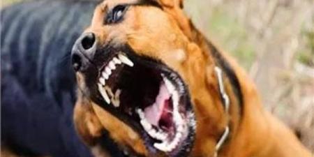 بالأسماء، تفاصيل إصابة 9 أشخاص بعقر حيوان مفترس بقنا