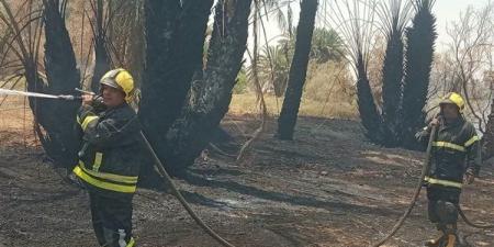 السيطرة على حريق بنخيل وزيتون بواحة الفرافرة في الوادي الجديد