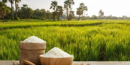 تعرف على سعر الأرز في السوق اليوم الثلاثاء