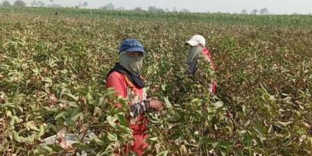 الذهب الأبيض نور الغيطان، بدء موسم جني القطن في بني سويف (صور) - النيل نيوز