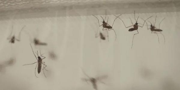 دراسة
حديثة..
توطن
سلالات
جديدة
من
الحشرات
في
بريطانيا
بسبب
الاحترار
المناخي