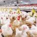تفاصيل اتجاه مصر لفتح باب التصدير للدواجن المجمدة.. تفاصيل