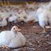 انخفاض البيضاء وارتفاع البلدي، سعر الفراخ اليوم السبت 25 يوليو 2026