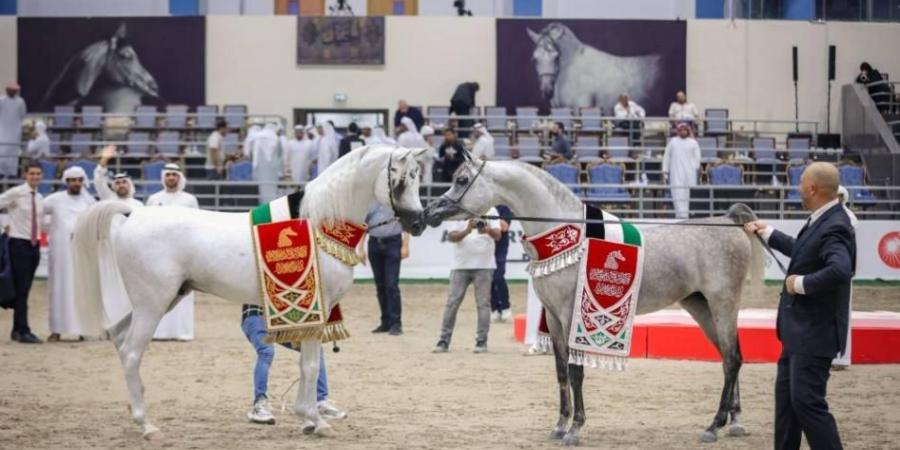 مهرجان الشارقة للجواد العربي - الإنتاج المحلي 2025 ينطلق الجمعة