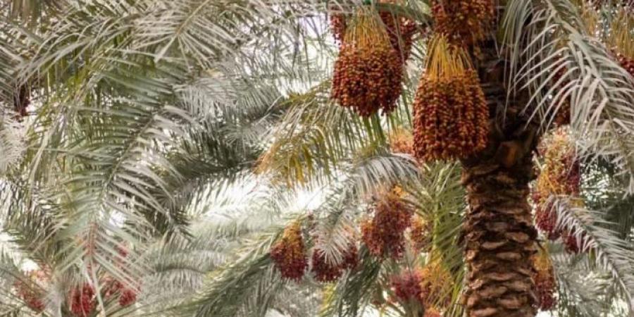 «الإمارات للإفتاء» ينظِّم ندوة بشأن «زكاة التمور» في أبوظبي
