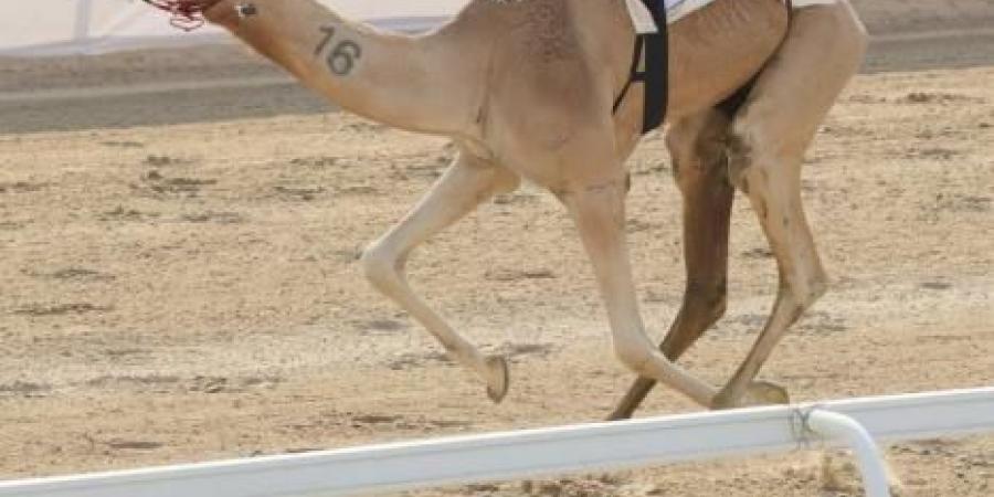 «الذيبة» تحلّق بكأس الإيذاع في ختام مهرجان الظفرة للهجن