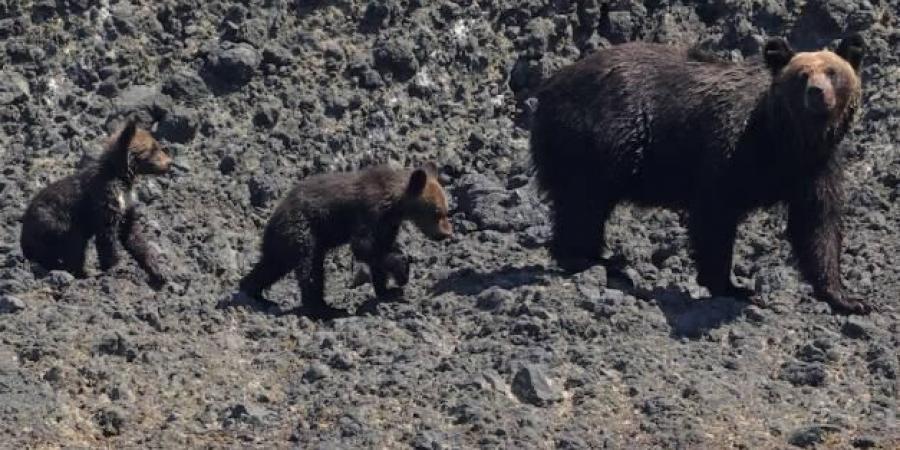 منطقة يابانية تستغيث بالجيش لحمايتها من الدببة