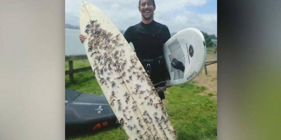 فرنسي يعثر على لوح تزلج في نيوزيلندا جرفته الأمواج 2414 كلم (فيديو)