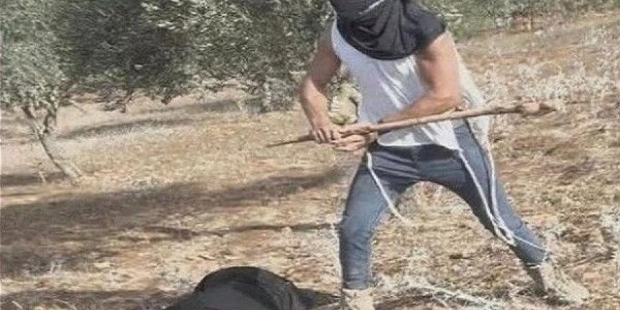 "أوتشا": موسم الزيتون في الضفة شهد أعلى مستوى من هجمات المستوطنين منذ 5 سنوات