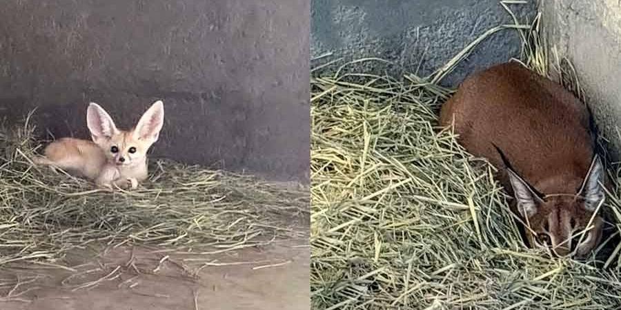 شرطة الشارقة تُحبط عملية اتجار بحيوانات محمية قانوناً