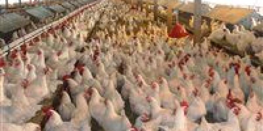 سلامة الغذاء يكشف حقيقة حقن الدواجن أو البيض بالهرمونات