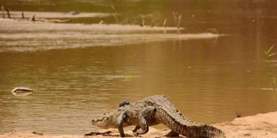 تماسيح تجتاح موزمبيق عقب الفيضانات العارمة