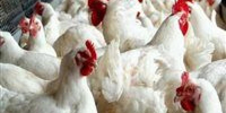 أسعار الفراخ اليوم الأربعاء 4 فبراير 2026.. تذبذب مستمر بين المزارع والأسواق