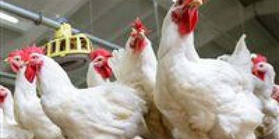 ارتفاع جنوني في أسعار الدواجن بالأسواق قبل أيام من شهر رمضان