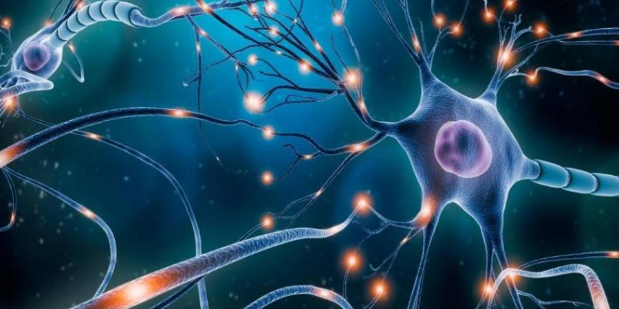 باحثون يطورون جزيئاً جديداً يبطئ أمراض الدماغ