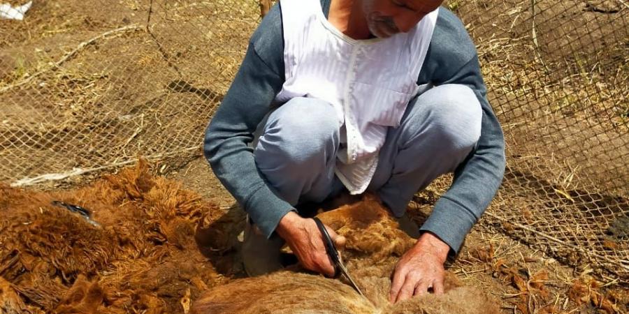 رزقه بين إيديه .. عم علي 40 عامًا من الكفاح في حلاقة الخرفان بكفرالشيخ