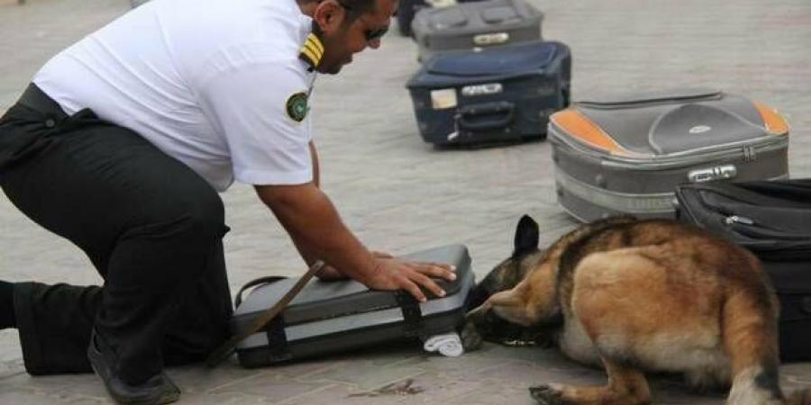 900 عملية ضبط في المنافذ الجمركية خلال أسبوع.. أبرزها الأسلحة والمخدرات