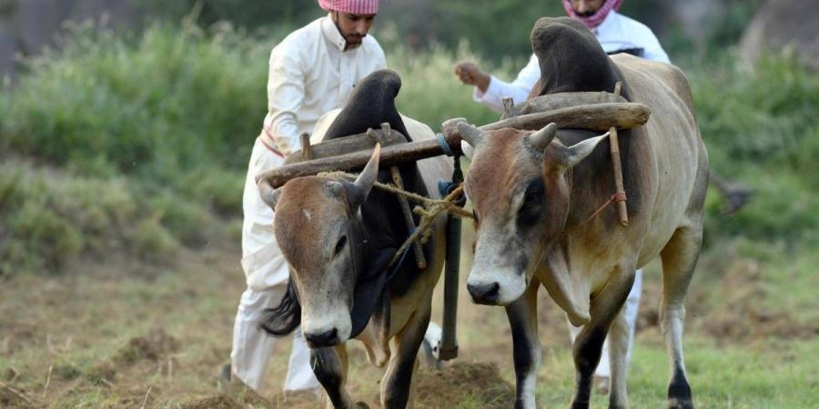 الزراعة في عسير.. تنوع جغرافي يعزز الإنتاج ويواكب مستهدفات الاستدامة