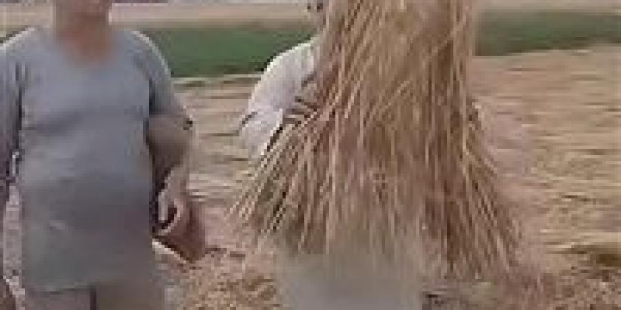 تم التصالح بين الطرفين .. إخلاء سبيل طرفي واقعة سرقة قمح أحد المزارعين بالشرقية