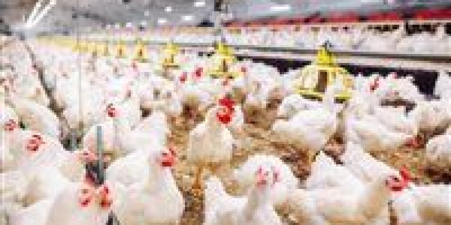 شعبة الدواجن: فائض الإنتاج يصل إلى 200 مليون دجاجة.. والتصدير لن يؤثر على السوق المحلي