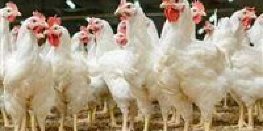 بورصة الدواجن تتحرك.. أسعار الفراخ البيضاء اليوم في الأسواق